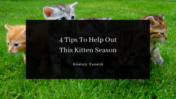 4 Tips To Help Out This Kitten Season
