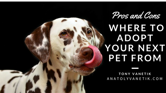 Where to Adopt Your Next Pet: Pros and Cons
