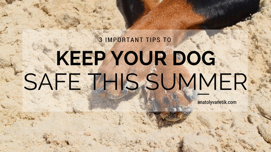 3 Extremely Important Care Tips to Remember for Your Dog This Summer