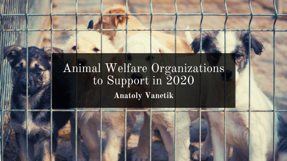 Animal Welfare Organizations to Support in 2020