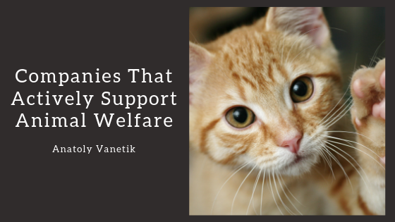 Companies That Actively Support Animal Welfare
