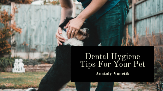 Dental Hygiene Tips For Your Pet