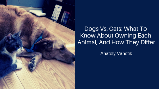 Dogs Vs. Cats What To Know About Owning Each Animal, And How They Differ, Anatoly Vanetik