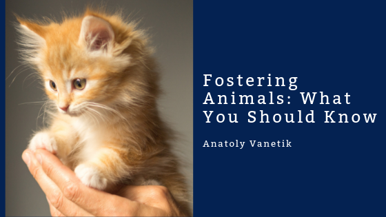 Fostering Animals What You Should Know, Anatoly Vanetik
