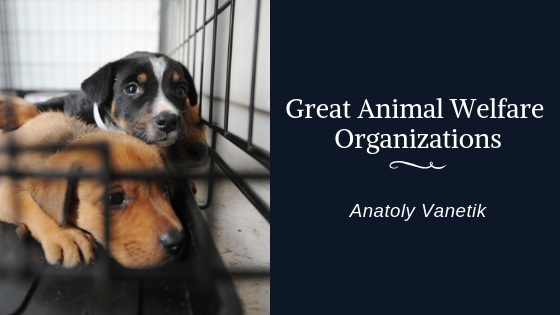Great Animal Welfare Organizations