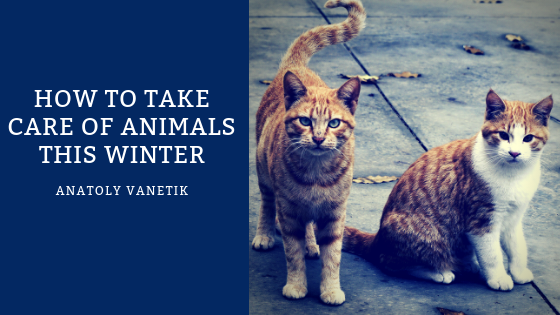 How To Take Care Of Animals This Winter