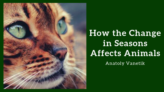 How the Change in Seasons Affects Animals