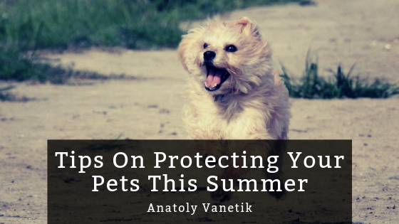 Tips On Protecting Your Pets This Summer