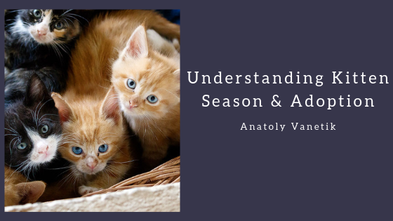Understanding Kitten Season & Adoption