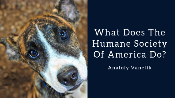 What Does The Humane Society Of America Do by Anatoly Vanetik