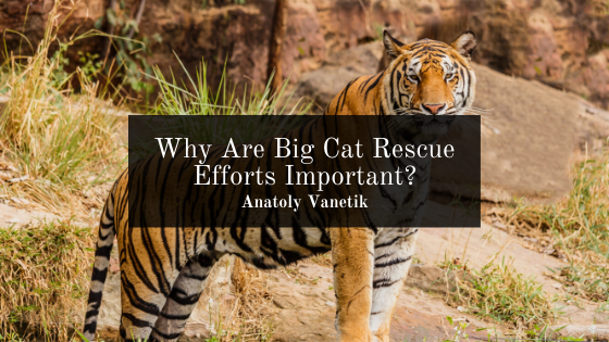 Why Are Big Cat Rescue Efforts Important