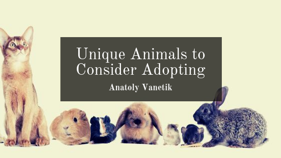 Unique Animals To Consider Adopting, Anatoly Vanetik